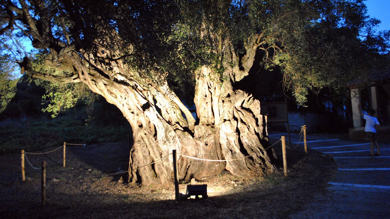 Γενέθλια 11.. αιώνων για το ελαιόδενδρο Ευδοκία